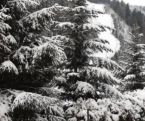 A La Montagne ,vue Sur Les Pistes * La Bresse